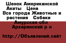 Шенок Американской Акиты › Цена ­ 35 000 - Все города Животные и растения » Собаки   . Амурская обл.,Архаринский р-н